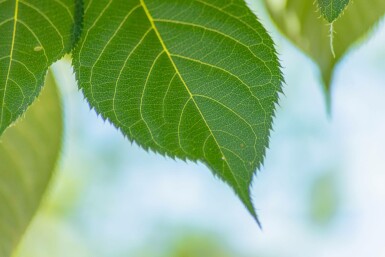 Prunus serrulata 'Taihaku' mehrstämmig