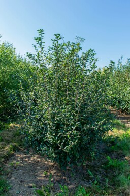 Prunus spinosa