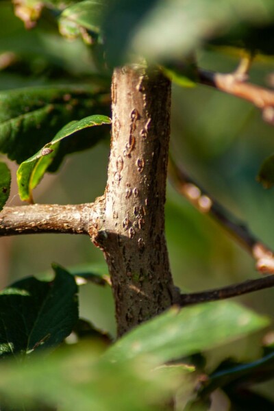 Prunus spinosa