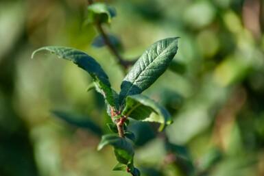 Prunus spinosa mehrstämmig