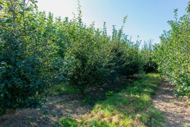 Prunus spinosa mehrstämmig 200-250