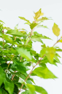 Prunus x subhirtella 'Autumnalis' hochstamm 8/10 225cm Stamm