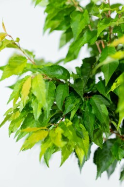 Prunus x subhirtella 'Autumnalis' hochstamm 8/10 225cm Stamm