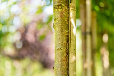 Prunus x subhirtella 'Autumnalis' hochstamm 8/10 225cm Stamm