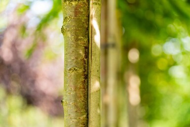 Prunus x subhirtella 'Autumnalis' hochstamm 8/10 225cm Stamm