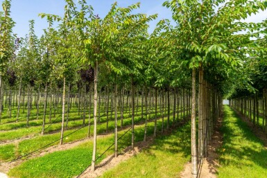 Prunus x subhirtella 'Autumnalis' hochstamm 8/10 225cm Stamm