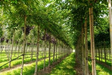 Prunus x subhirtella 'Autumnalis' hochstamm 8/10 225cm Stamm