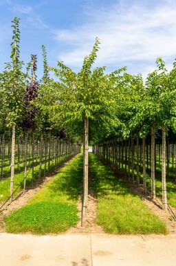 Prunus x subhirtella 'Autumnalis' hochstamm 8/10 225cm Stamm