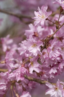 Prunus x subhirtella 'Autumnalis' stammbusch 6-8