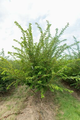 Prunus x subhirtella 'Autumnalis' mehrstämmig 200-250