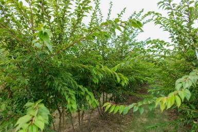 Prunus x subhirtella 'Autumnalis' mehrstämmig 200-250