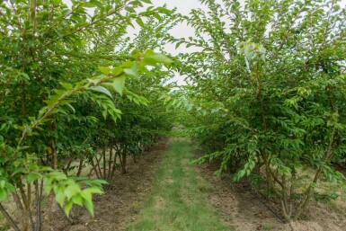 Prunus x subhirtella 'Autumnalis' mehrstämmig 200-250