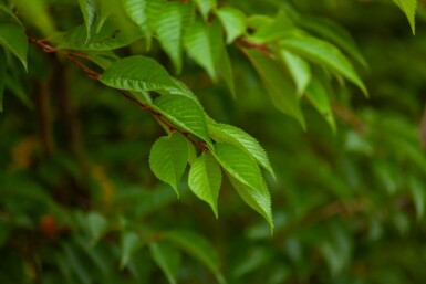 Prunus x subhirtella 'Autumnalis' mehrstämmig 200-250