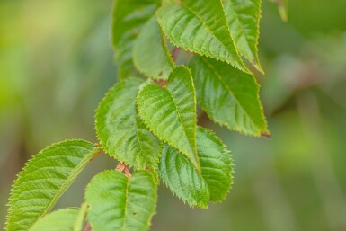 Prunus x subhirtella 'Autumnalis Rosea' hochstamm 8/10 180cm Stamm