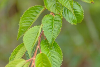 Prunus x subhirtella 'Autumnalis Rosea' hochstamm 8/10 180cm Stamm