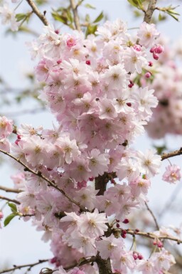 Prunus x subhirtella 'Autumnalis Rosea' hochstamm 8/10 180cm Stamm