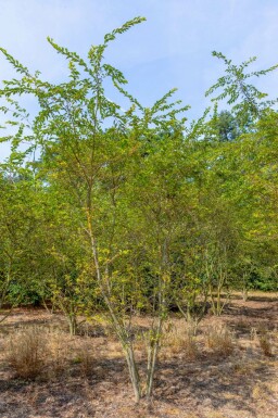 Prunus x subhirtella 'Autumnalis Rosea' mehrstämmig 200-250