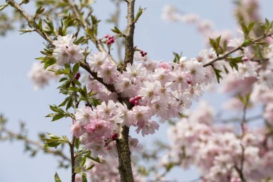 Prunus x subhirtella 'Autumnalis Rosea' halbstamm 120cm Stamm