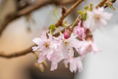 Prunus x subhirtella 'Autumnalis Rosea' halbstamm 120cm Stamm