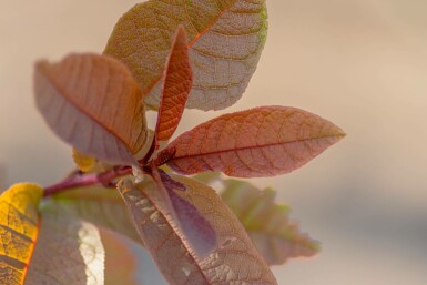 Prunus virginiana 'Shubert'