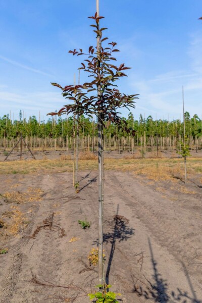 Prunus virginiana 'Shubert' hochstamm 10/12