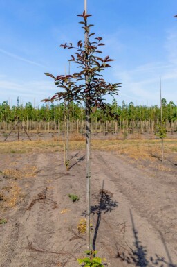 Prunus virginiana 'Shubert' hochstamm