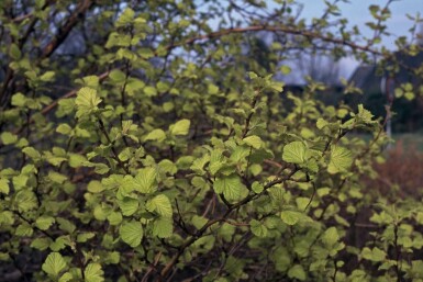 Physocarpus opulifolius 'Dart's Gold'