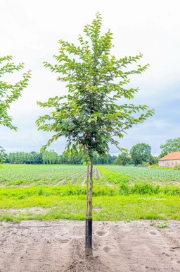 Prunus yedoensis hochstamm 10/12