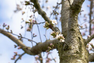 Prunus yedoensis hochstamm 10/12