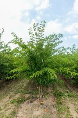 Prunus yedoensis mehrstämmig