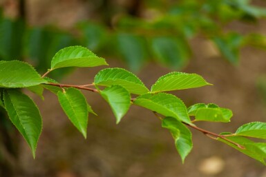 Prunus yedoensis mehrstämmig 200-250