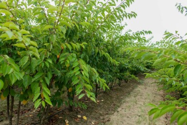 Prunus yedoensis mehrstämmig 200-250