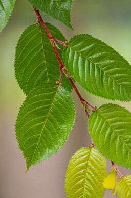 Prunus yedoensis mehrstämmig 200-250