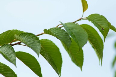 Prunus yedoensis mehrstämmig 200-250