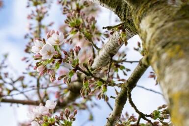 Prunus yedoensis dachform