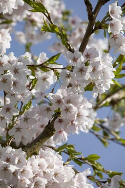 Prunus yedoensis dachform