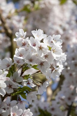 Prunus yedoensis dachform