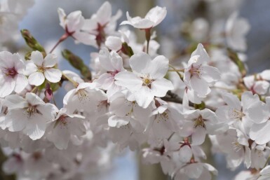 Prunus yedoensis dachform