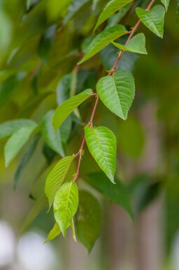 Prunus yedoensis halbstamm 120cm Stamm