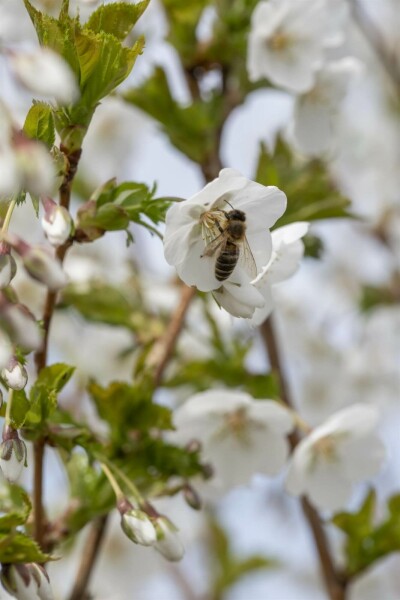 Prunus 'Umineko'