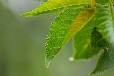 Prunus 'Umineko' hochstamm 10/12