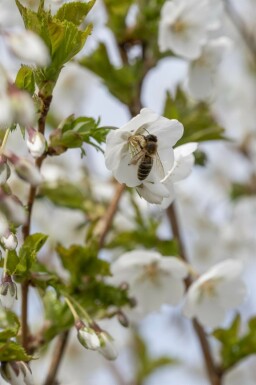 Prunus 'Umineko' hochstamm 10/12