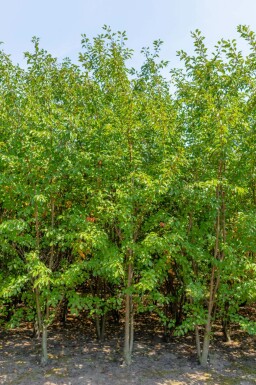 Prunus 'Umineko' mehrstämmig 200-250