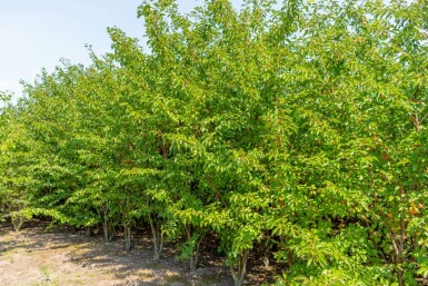 Prunus 'Umineko' mehrstämmig