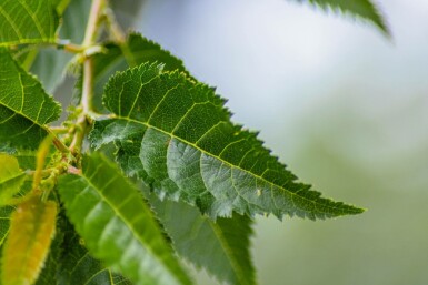 Prunus 'Umineko' mehrstämmig 200-250