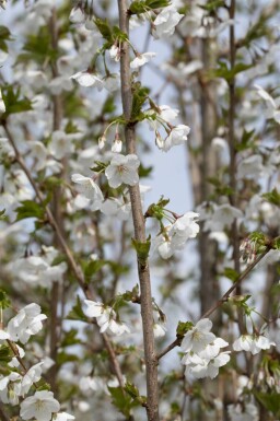 Prunus 'Umineko' mehrstämmig 200-250