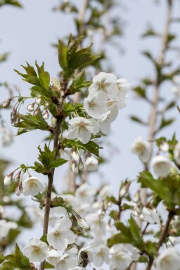 Prunus 'Umineko' mehrstämmig 200-250