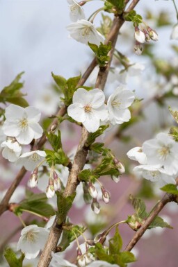 Prunus 'Umineko' mehrstämmig 200-250