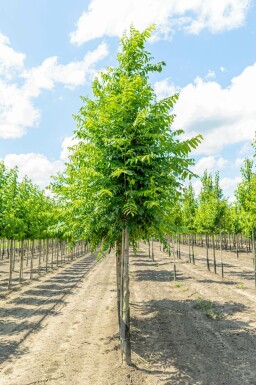 Pterocarya fraxinifolia