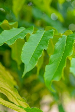 Pterocarya fraxinifolia